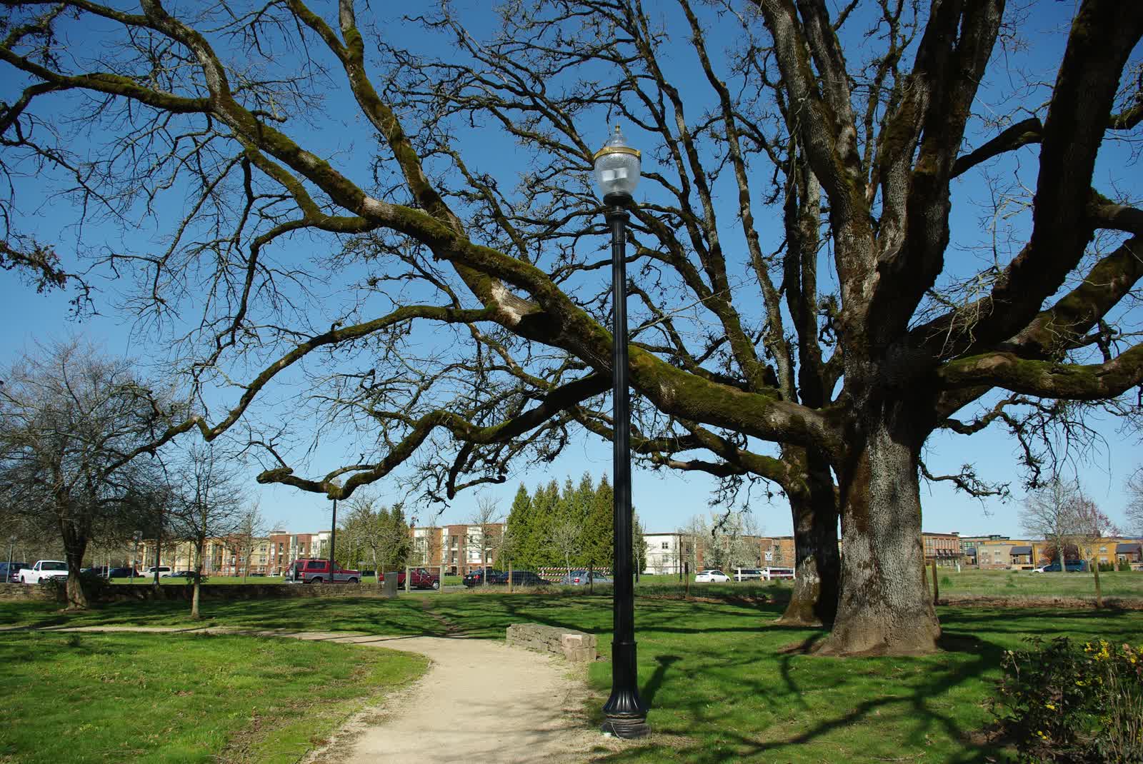 A grand old oak spreading over the lawn of a park at Orenco Station in Hillsboro.